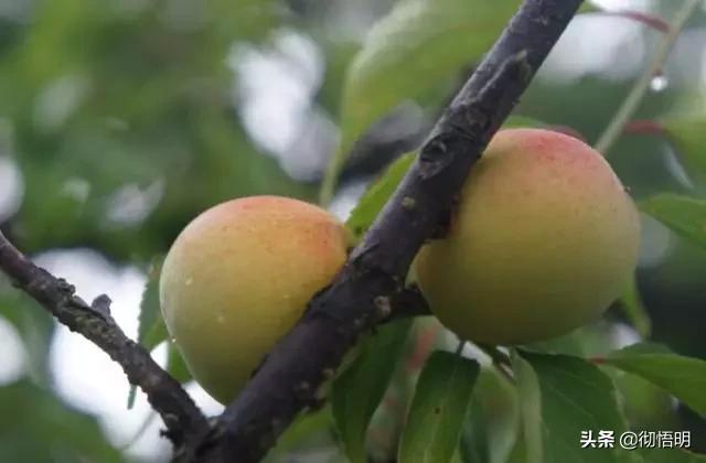 江苏旅游西山岛攻略图文,内湖洞庭西山岛