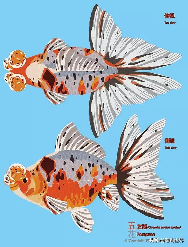 金鱼白盆品种大全,金鱼大图鉴草金