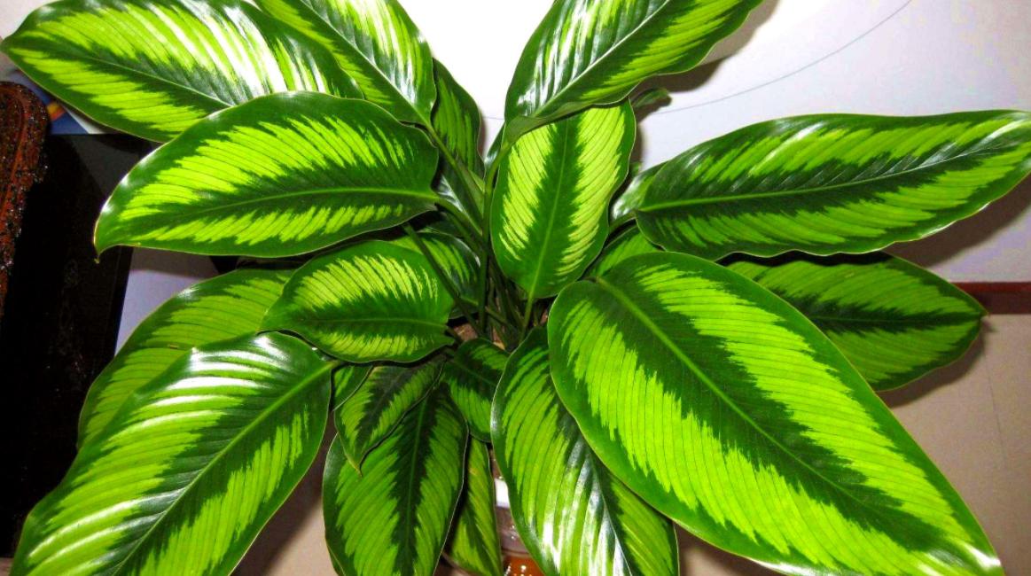 万年青冬天养护方法,万年青怎么养让它开花