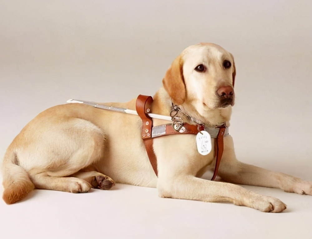 如果上帝免费送你一只狗，这6种狗，你会选谁？