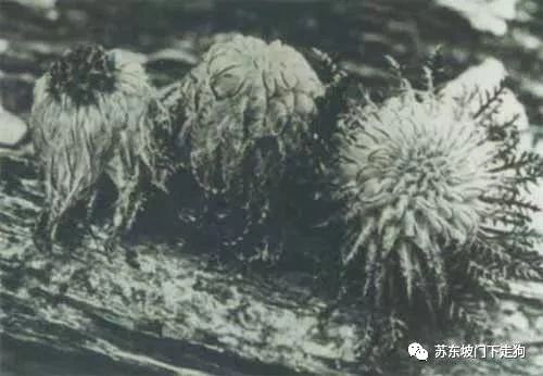 何谓发现？是洛克发现了丽江？