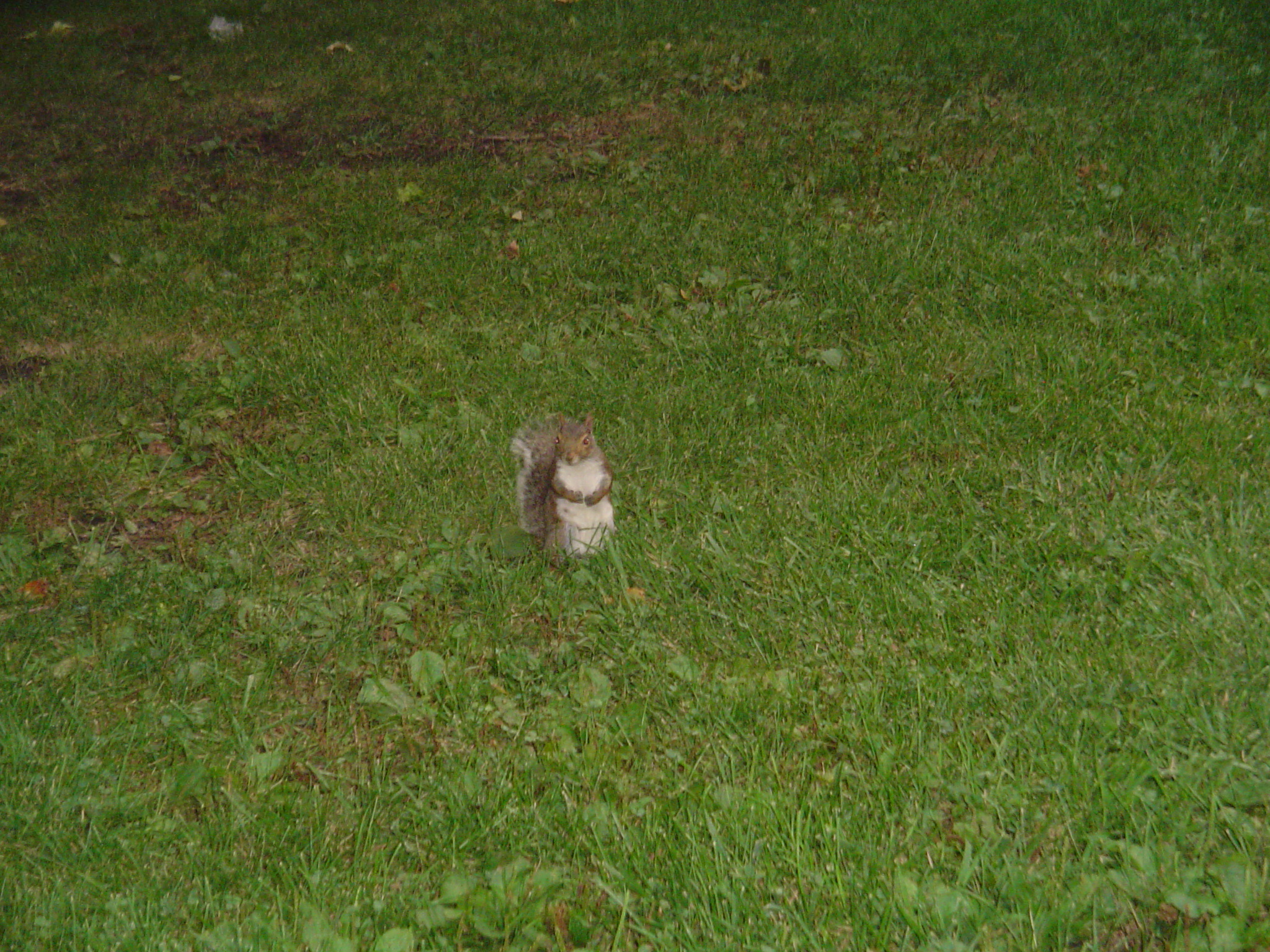 我的“大尾巴”,你在异国他乡还好吗?