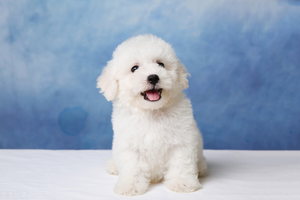 你知道如何给狗狗挤肛门腺吗?不挤的坏处又有哪些?