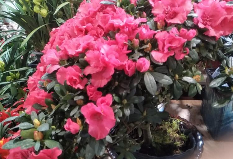 杜鹃花浇淘米水有好处还是有害处,杜鹃花只浇淘米水好吗