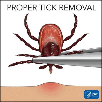 狗狗身上的蜱虫长得很快,狗狗耳朵里长吸血蜱虫