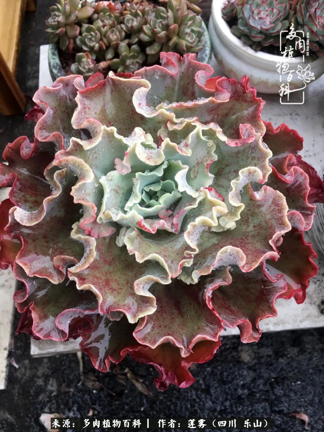 治愈系多肉精灵,初冬携一抹暖阳与多肉相伴