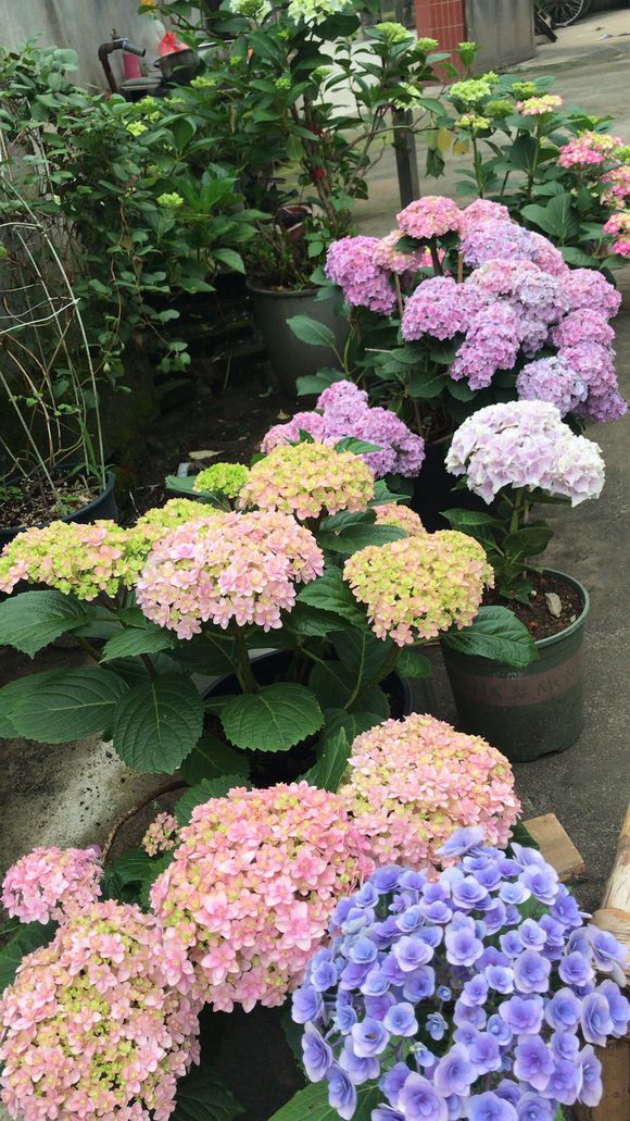 院子里可以种的爬藤花卉都有什么,10种爬藤花卉