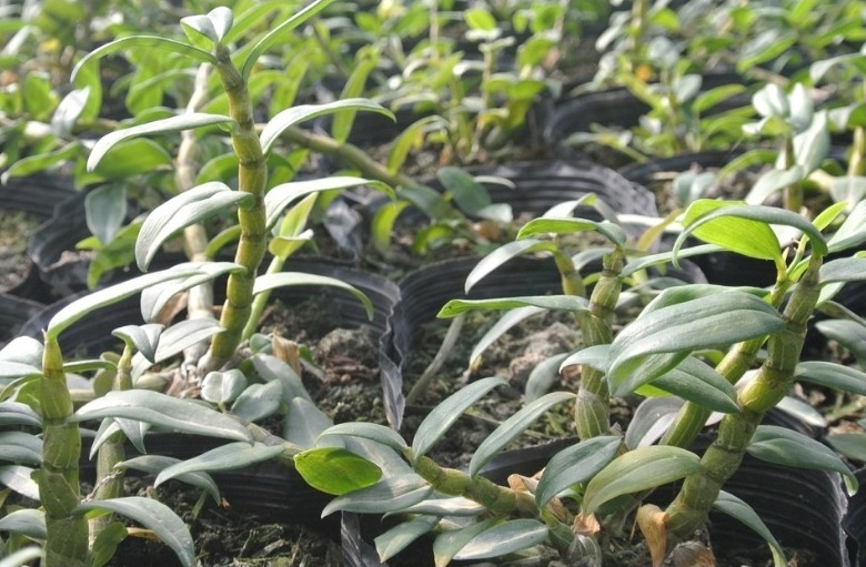 树上如何种植铁皮石斛,铁皮石斛能人工种植吗