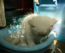 猫咪菊花外露，难道是用力过猛？