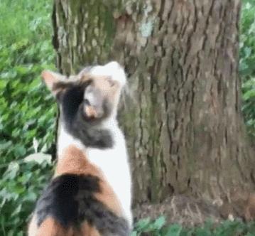 最实用猫抓板,如何挑选猫抓板