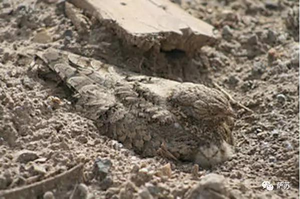 这种*疆新**特有的暗夜精灵,为何在人类视野中消失了90年?