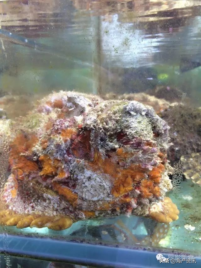 这些诱人的美食你吃过吗,世界上顶级海鲜大全你吃过几种