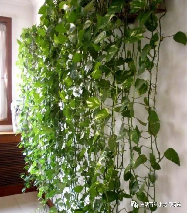 绿萝怎么养长得快不黄叶子不烂根,绿萝怎么养才能不长黄叶更旺盛