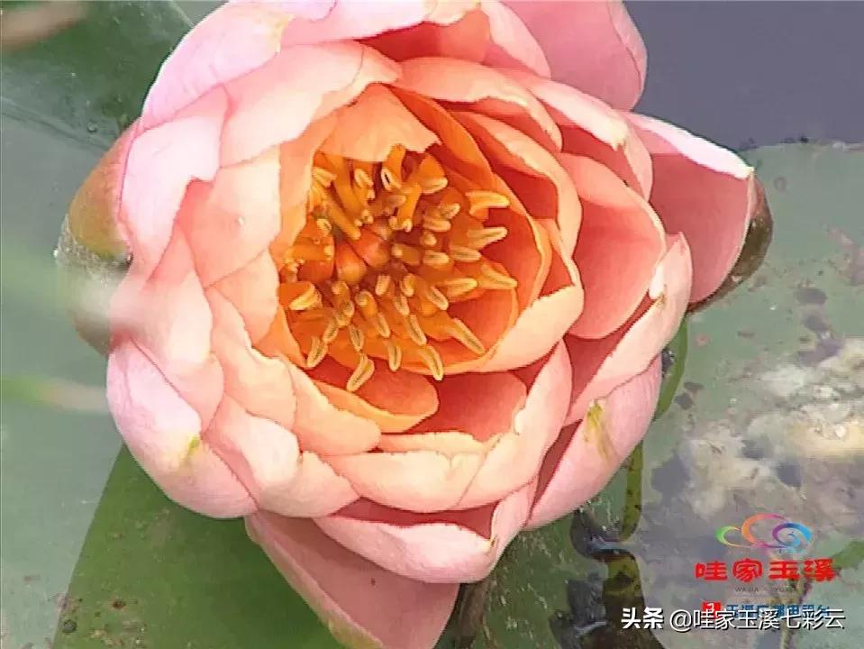 迷人！这里的“花中睡美人”盛开了