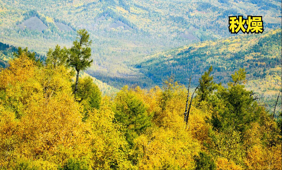 桑杏汤清燥救肺汤,桑杏汤可治肺燥失音吗