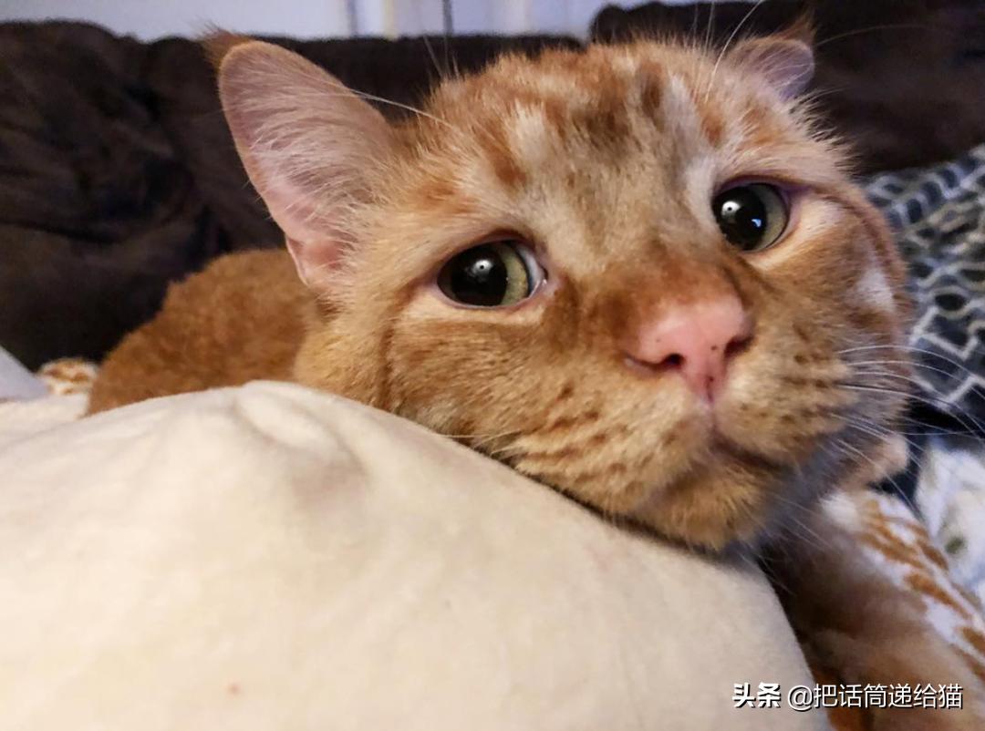 被弃养的猫还要打疫苗吗,弃养了一只猫