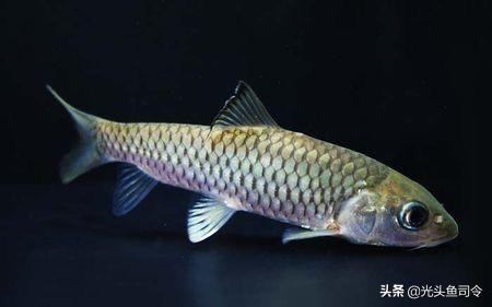 中国肉食性鱼类有哪些,十大掠食性鱼类排名