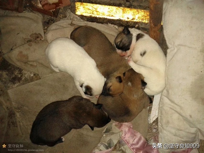 被遗弃的狗母子,被丢弃的母狗