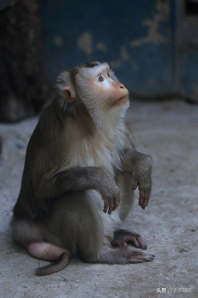 大师兄的亲戚—猪猴