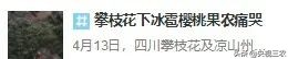 大冰雹过后农民手捧樱桃哭泣,冰雹果农哭了