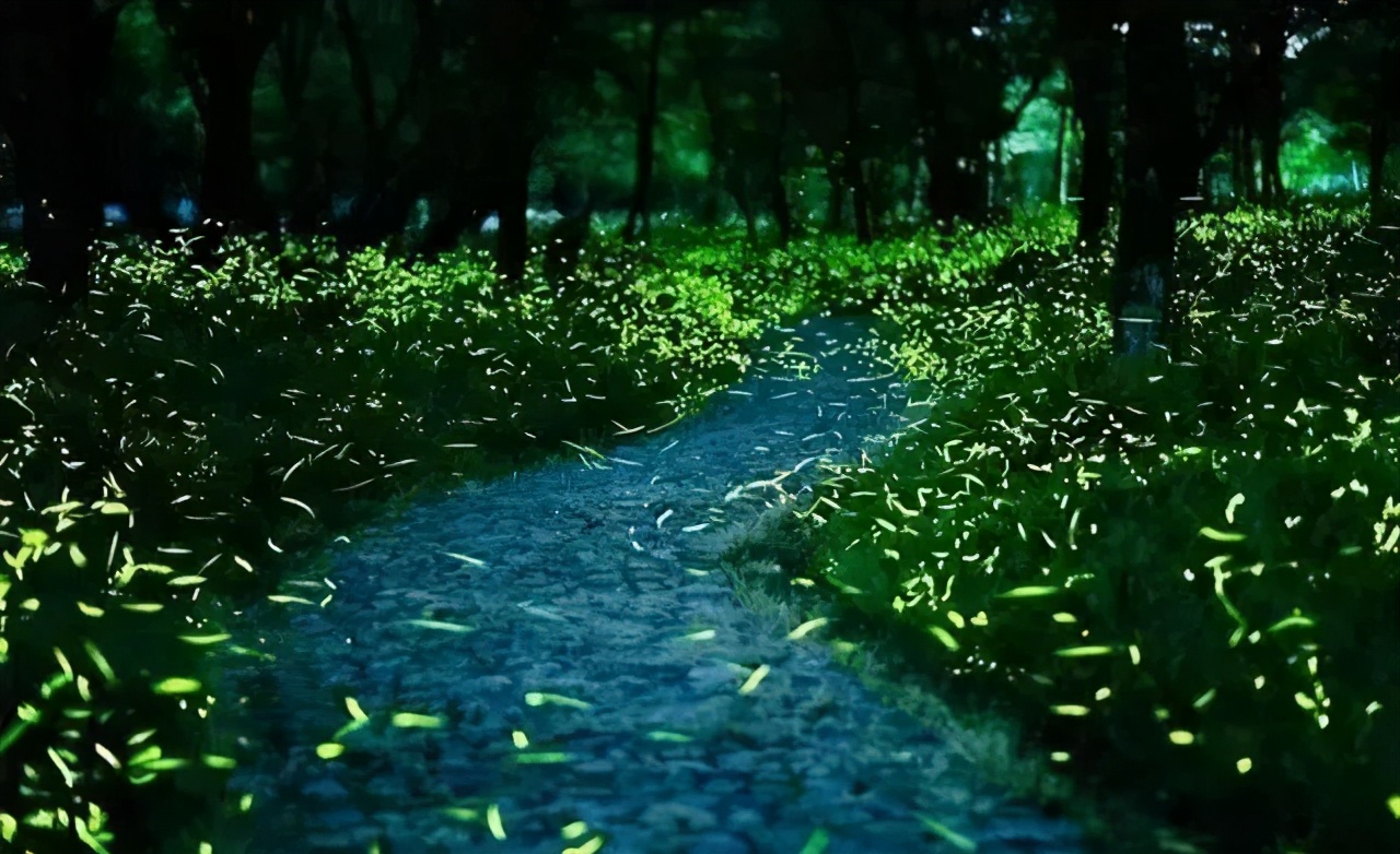 丽水上热搜,浙江丽水现萤火虫星海