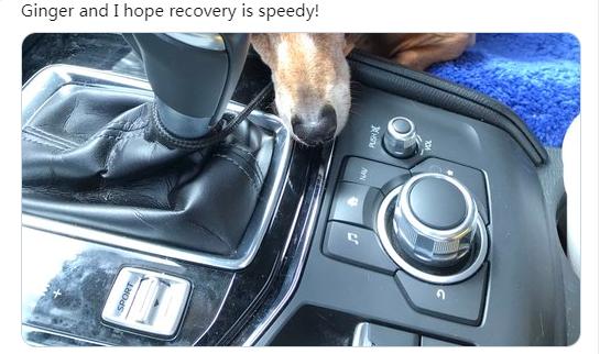 狗狗的尾巴下垂是不开心吗,狗狗尾巴尖下垂