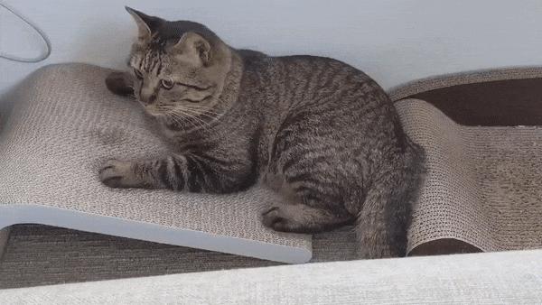 猫和老虎能杂交生育吗,猫和老虎可以生育吗