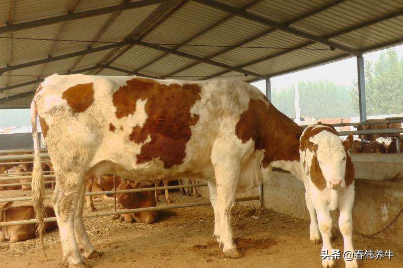 牛不反刍！不倒嚼！按这个方法治疗！百试百灵！