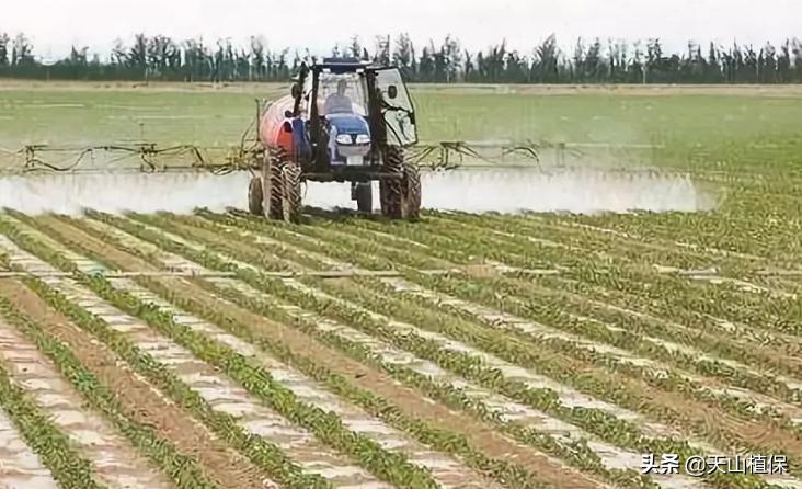 棉蓟马怎么治,棉蓟马发生最适合气候条件