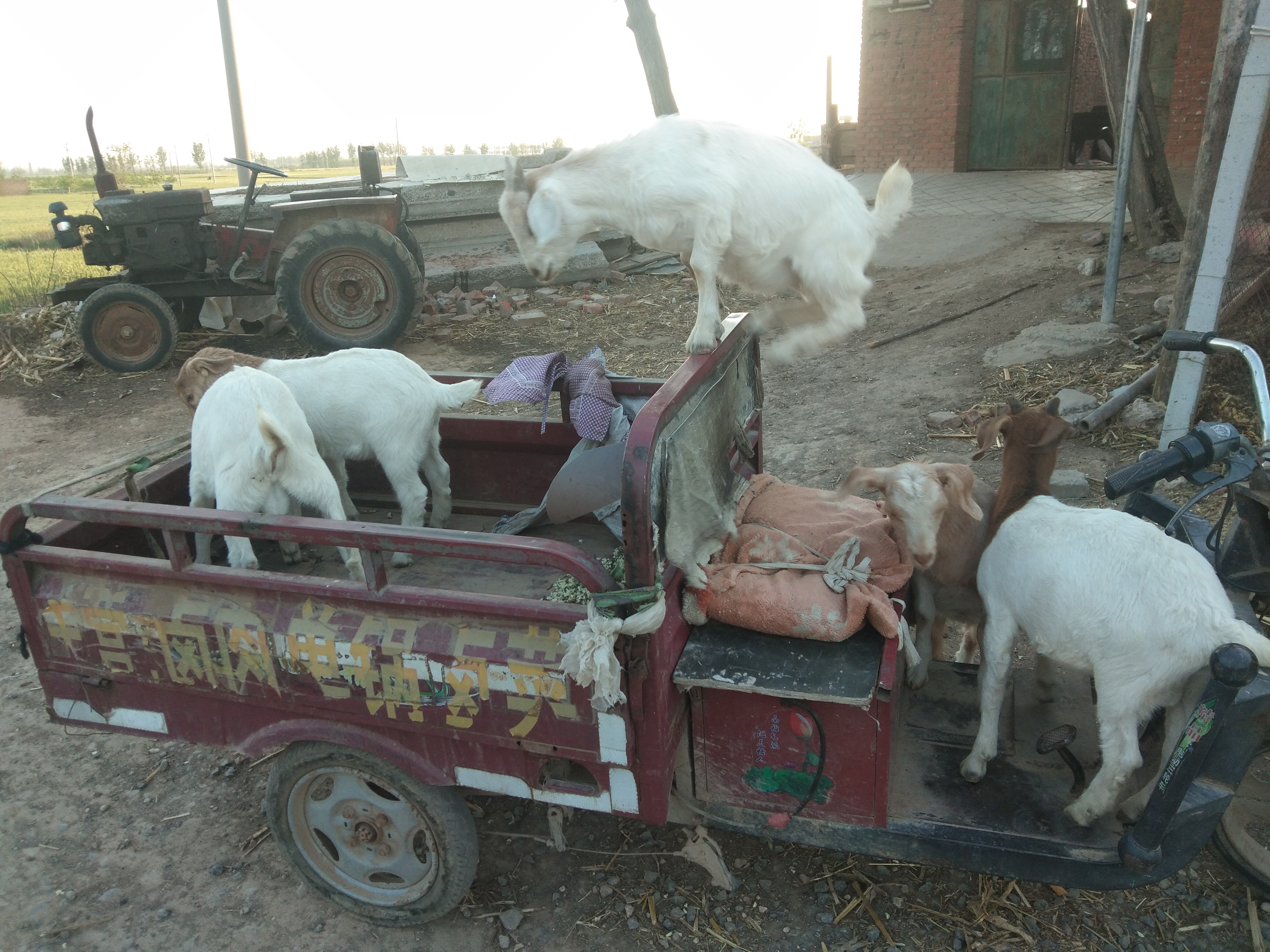 夏天养羊好不好,养羊夏季要注意什么问题