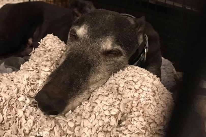 英国退役赛狗被卖到中国强迫繁殖引发公愤：卖狗给中国，太可恶！