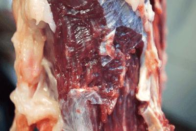 正宗潮汕牛肉丸推广视频,潮汕牛肉丸小哥揭秘内幕