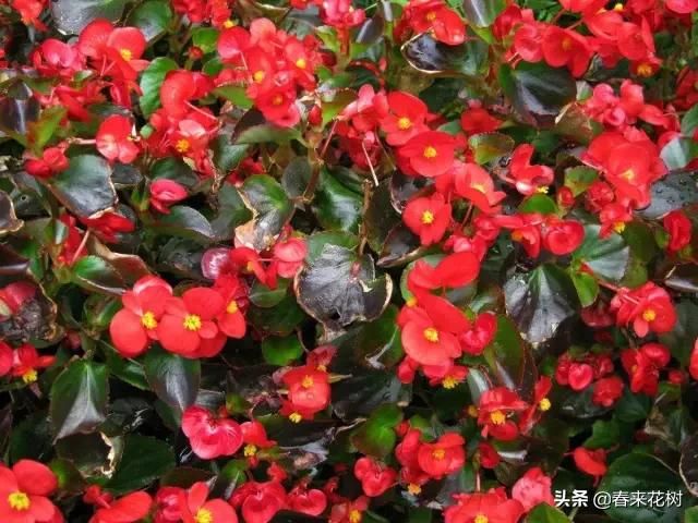 这几种植物越养越值钱,这几种花你养过吗