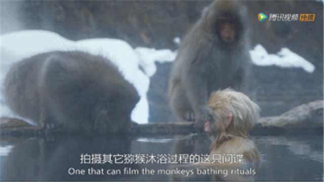 BBC得多有钱?为*窥偷**愣是做了一堆超逼真假动物,真实到被求交配