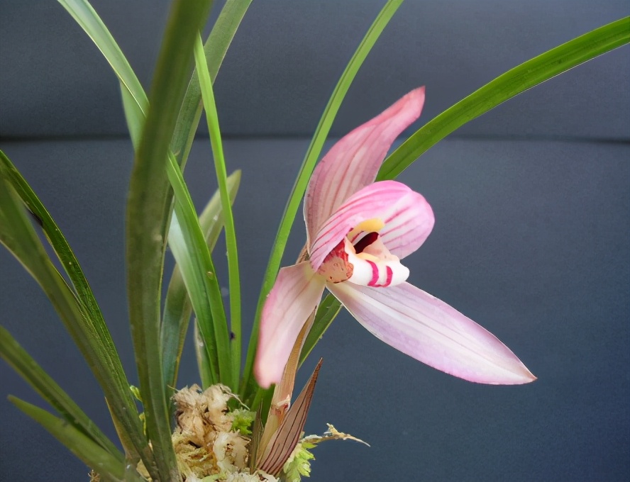 贵的兰花和便宜的兰花有什么区别,市面上的兰花和昂贵的兰花区别