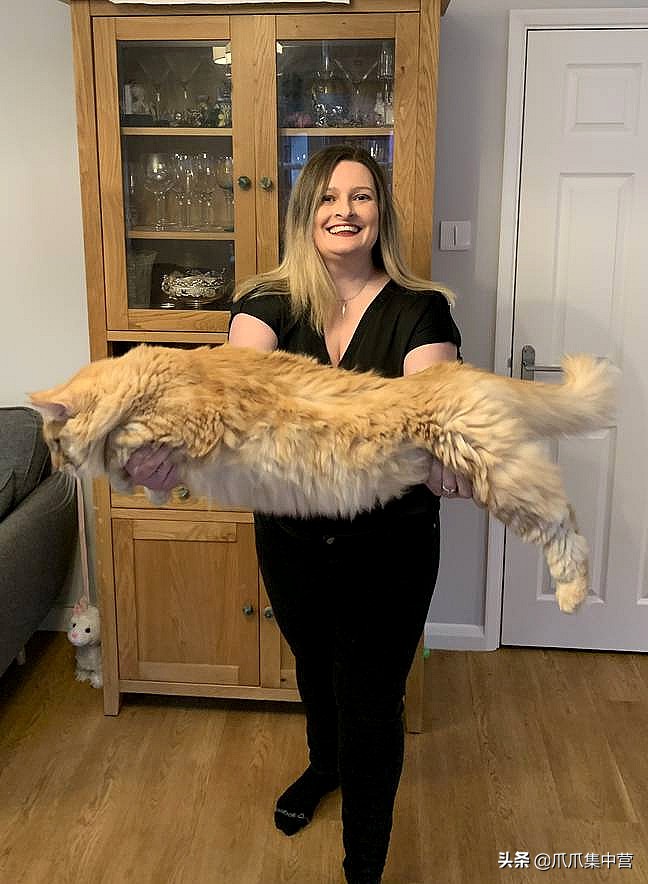 主人晒猫咪图片,主人看到猫咪一脸怒容