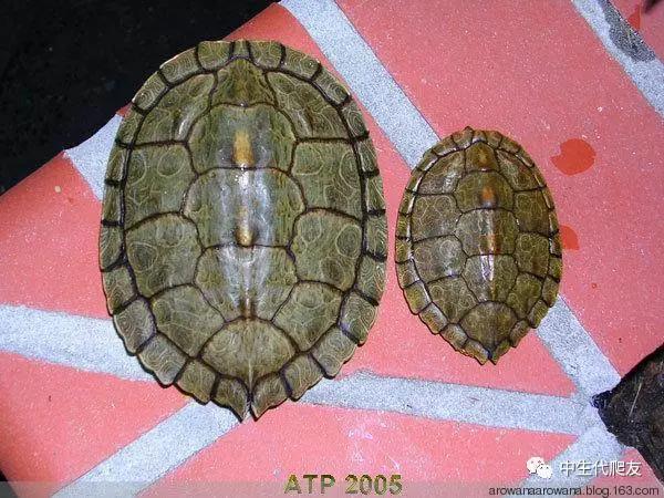地图龟成体样子,地图龟种类及图解