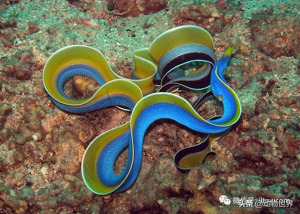 花里胡哨的淡水鱼,奇形怪状的海洋鱼