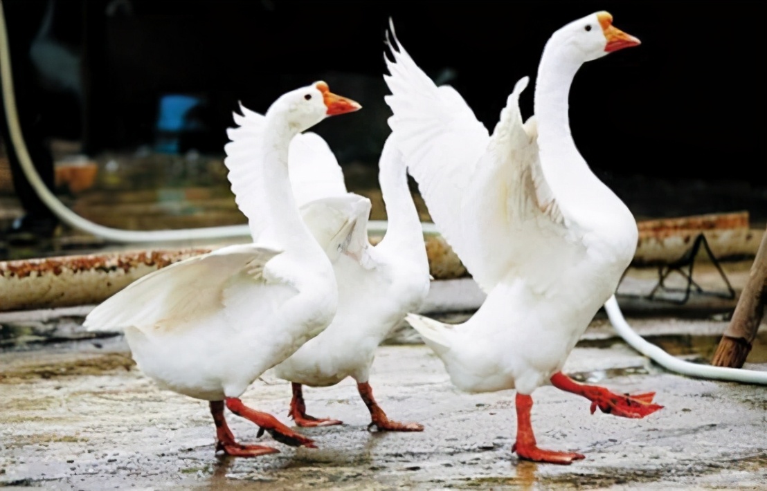 鹅粪便为什么不能杀蛇,鹅屎为什么能杀死蛇