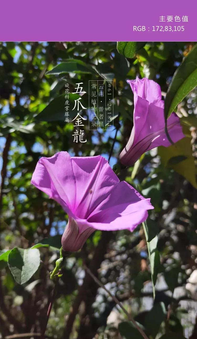 喜欢紫色的女人是不是男朋友多呀,一个喜欢紫色的女孩