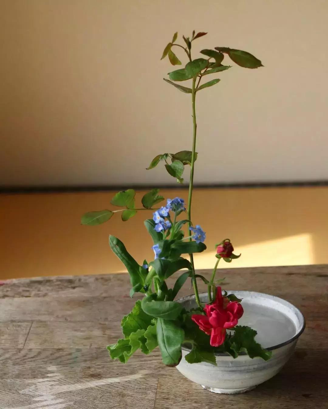 创意禅意插花月季盘花,禅意插花100例兰花