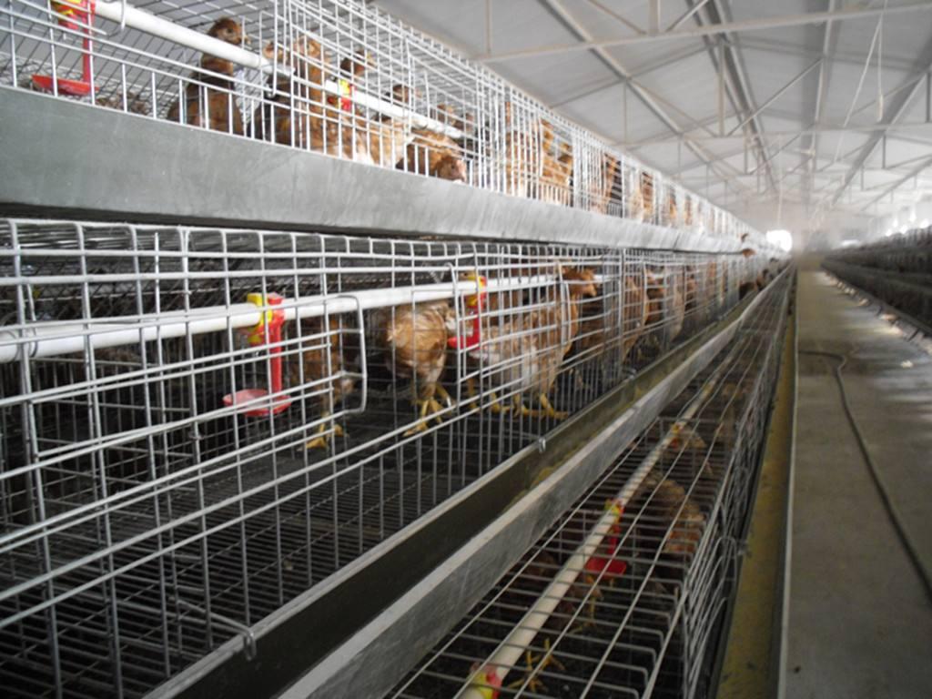 搞养殖如何拿到补贴,怎么办理养殖补贴