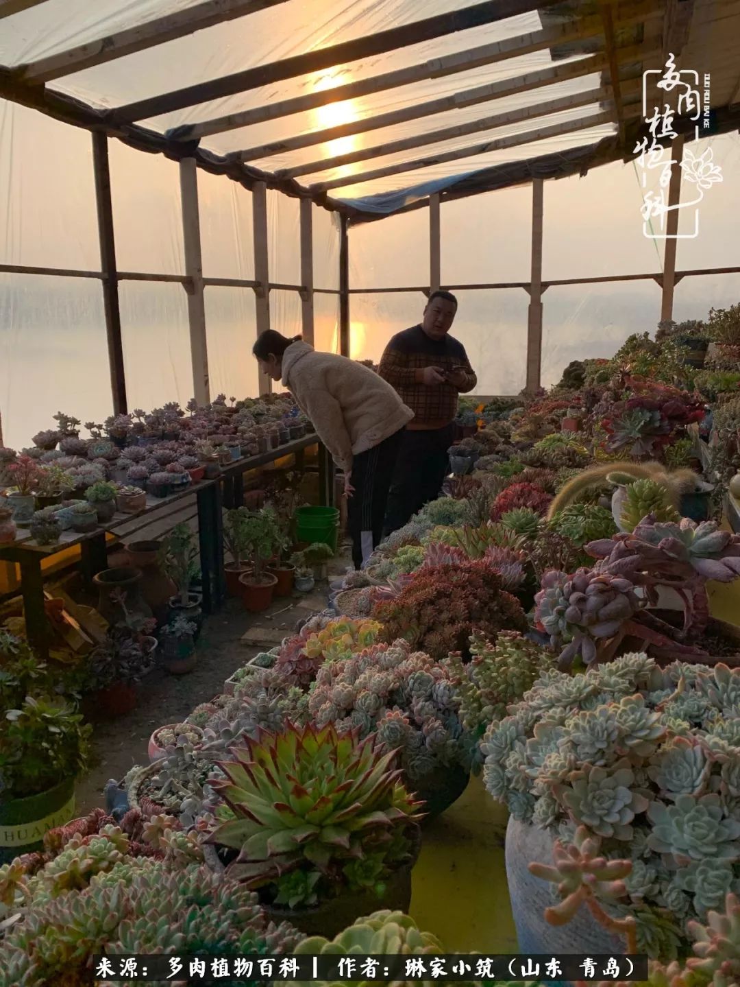 多肉冬季搬进屋里前需要浇水么,多肉过冬