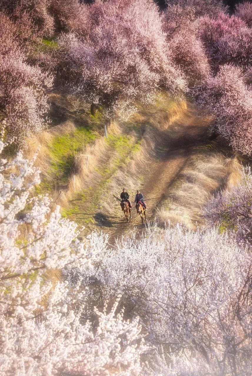 涓嶈兘鍘诲鍦扮殑鐞嗙敱,浜旂浜轰笉鑳藉幓鐤嗗唴鏃呮父