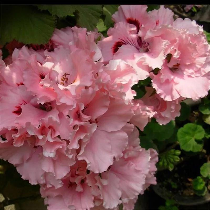 10种天竺葵,天竺葵100种图片大全