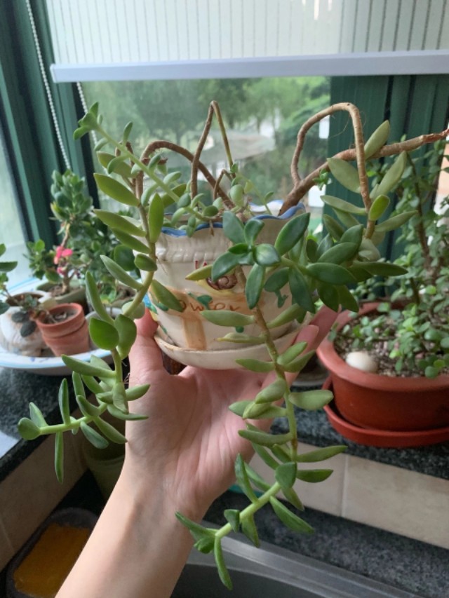 不易徒长易上色的阳台多肉,容易徒长的多肉有哪些