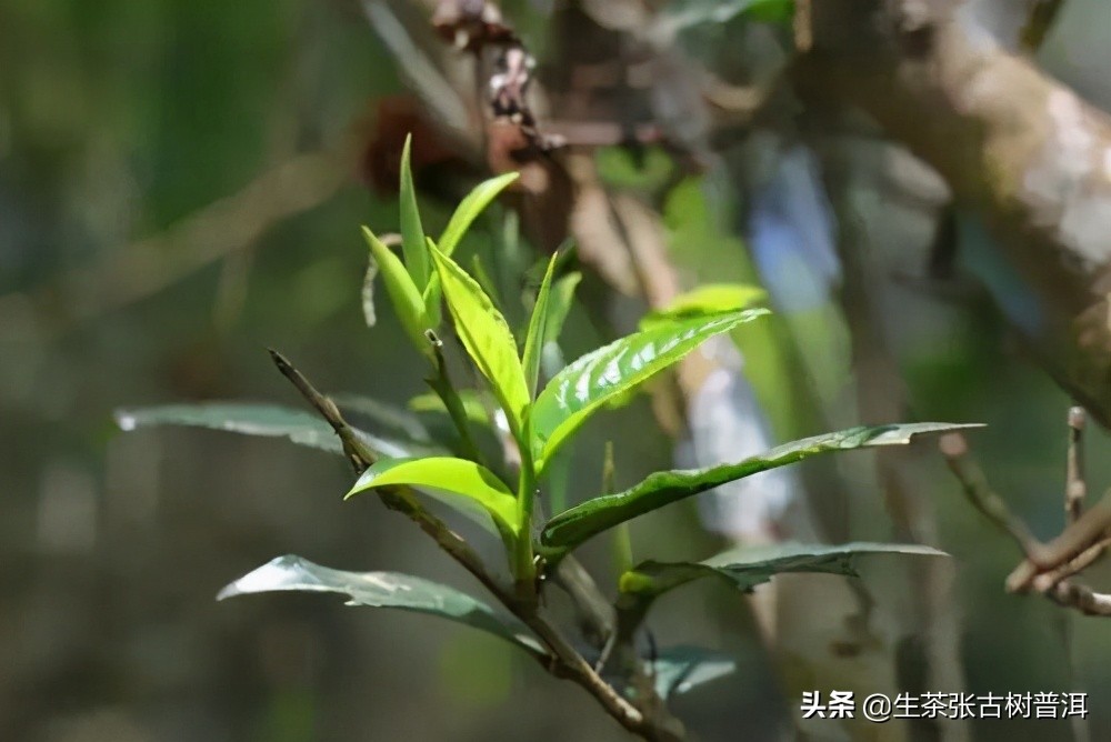 2020年古六大茶山莽枝乔木普洱茶,云南普洱茶各大茶山分布图