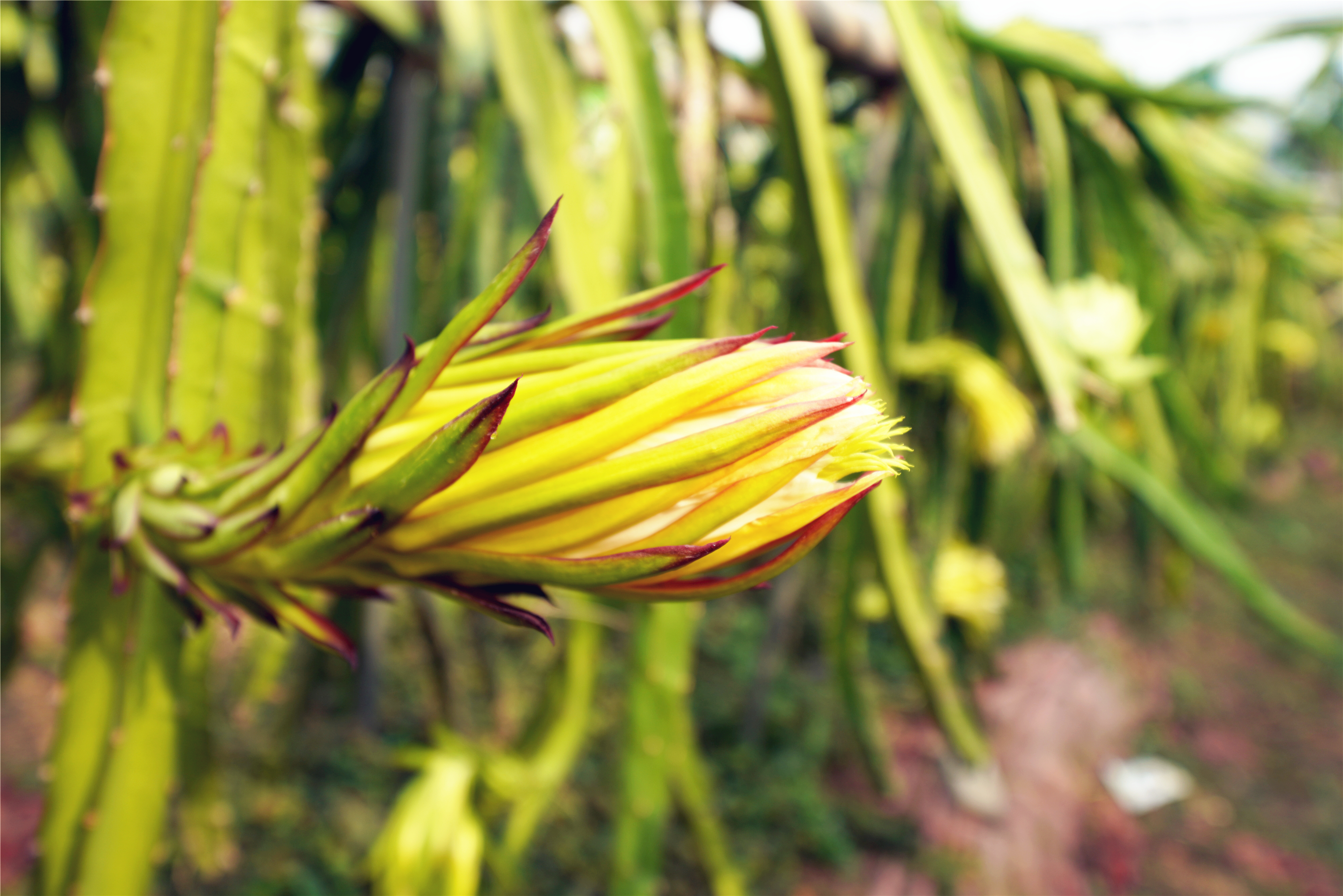 扎啤免费喝，狂欢100天仅需198元，慧灯庄园喊你盛夏尽情嗨