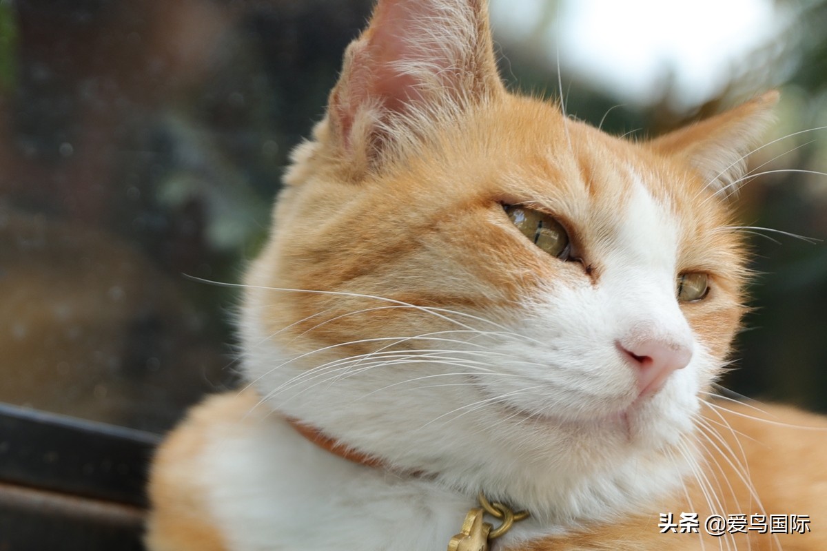 佳能eosr6详细参数曝光诚意满满,佳能发布新eosr6全画幅相机