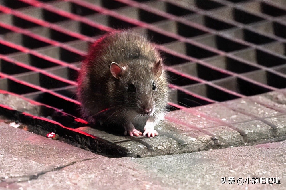 你不知道的国家冷知识尼泊尔,真实的印度尼西亚